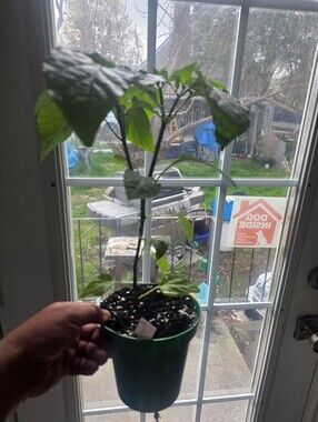 Pizzaroma PIZZA PEPPER PLANT